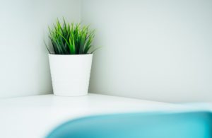 plant, green, pot, ground, home, feng shui philippines