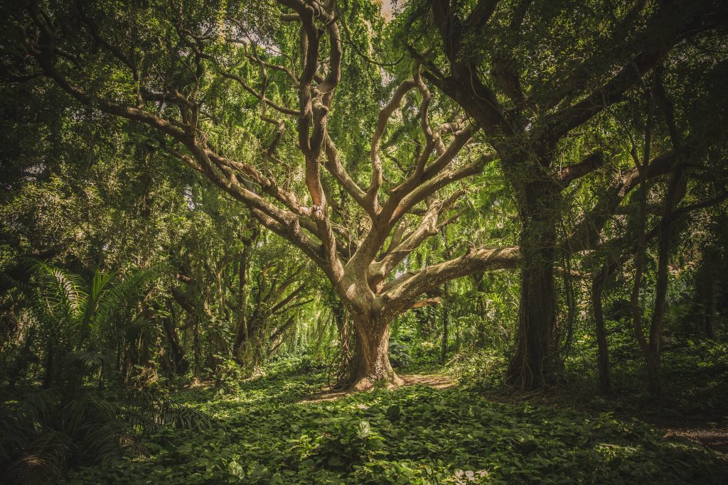 wood in the forest